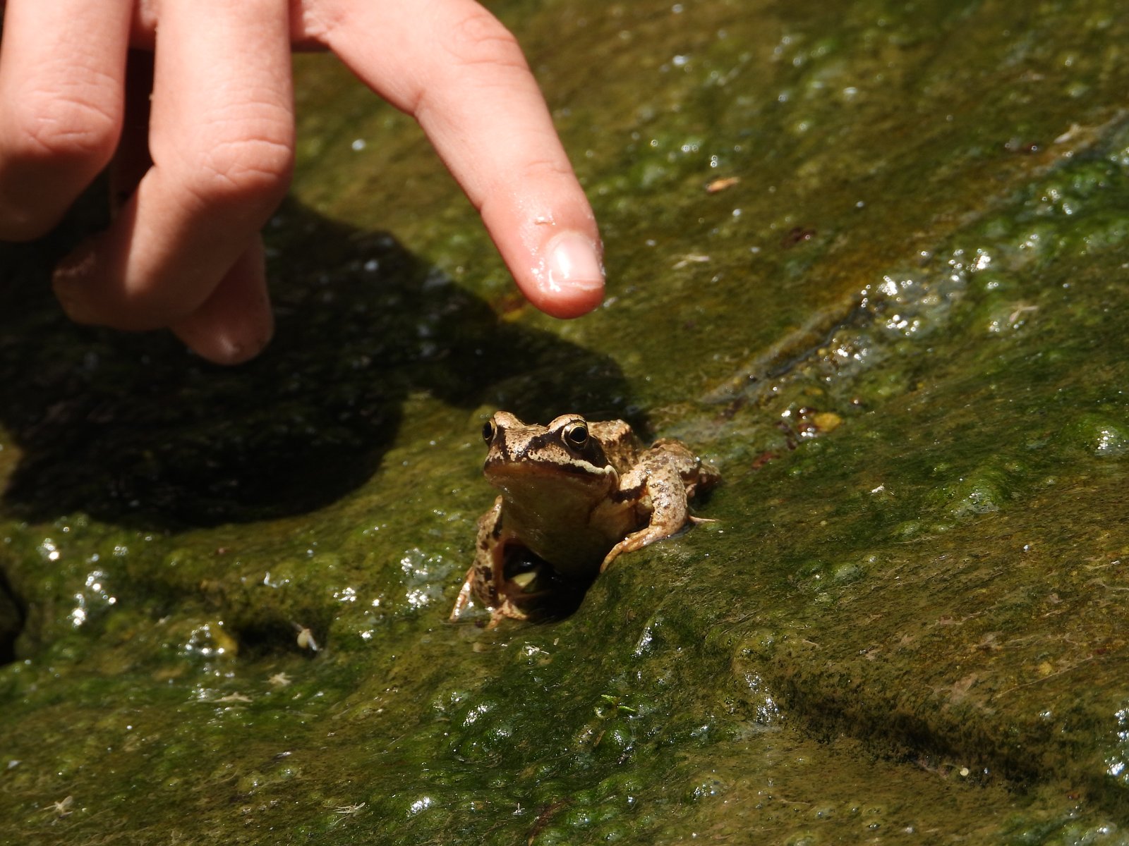 Kinderhand zeigt auf einen Frosch im Wasser — Zauberwasser und der Respekt vor der Natur