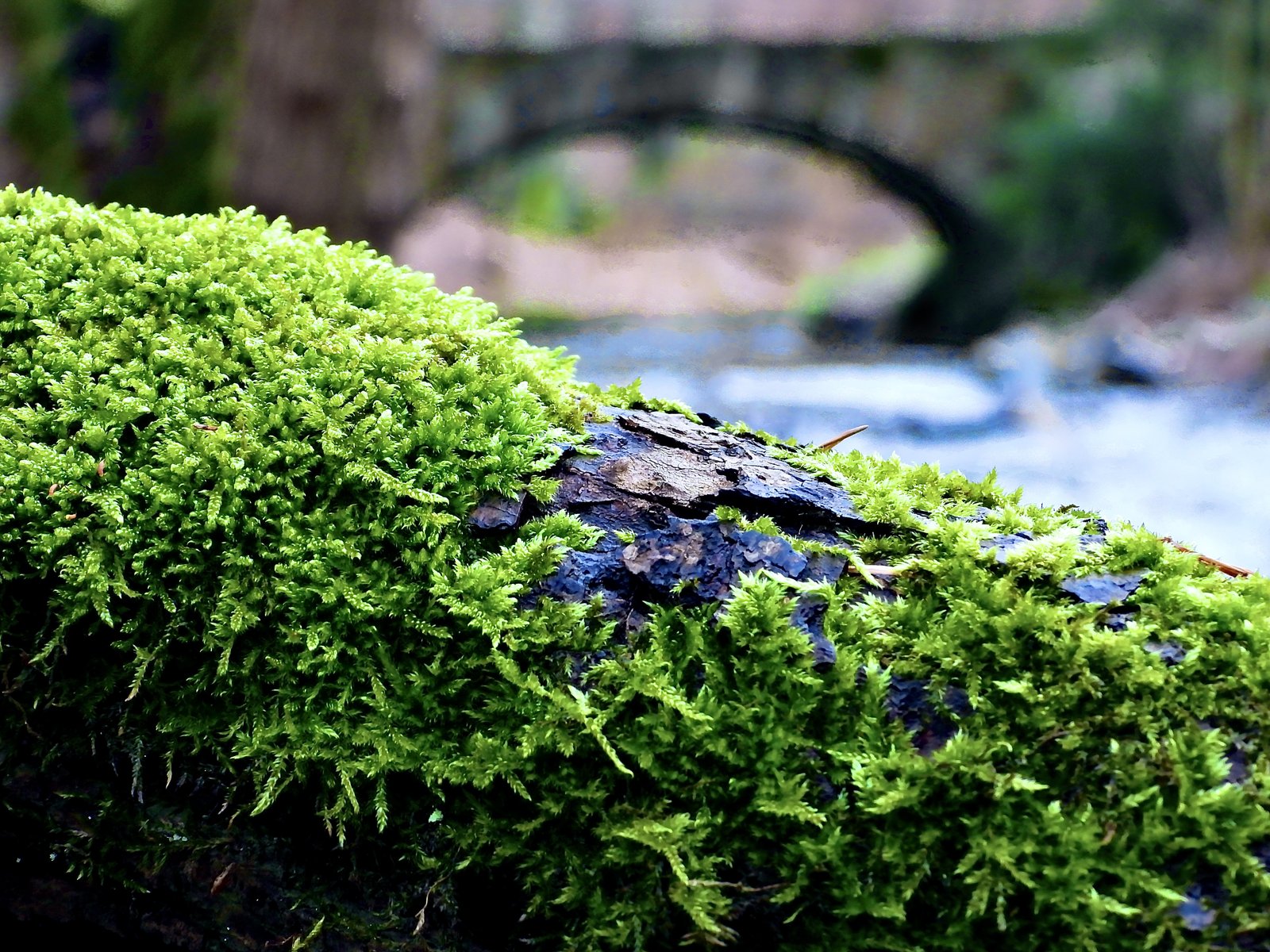 Moos und Bach in der Natur — Zauberwasser, der Ursprung sauberen Wassers